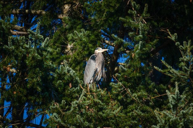 Foto un uccello appoggiato su un albero