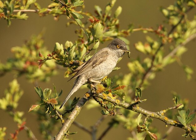 Photo bird perching on a tree