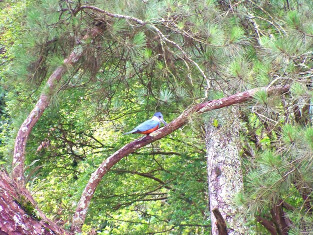 Bird perching on a tree