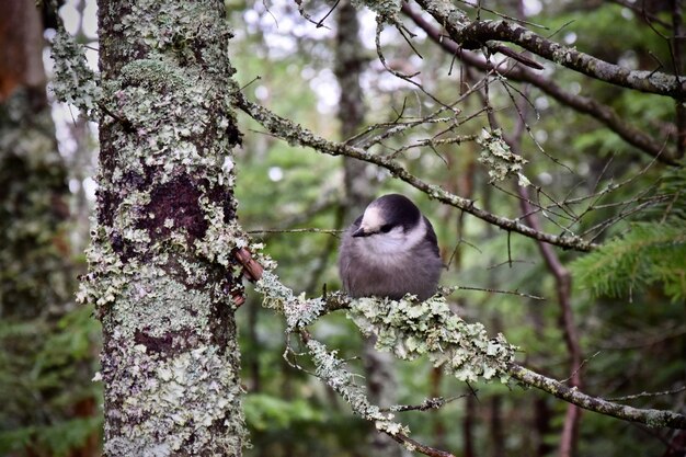 Bird perching on a tree