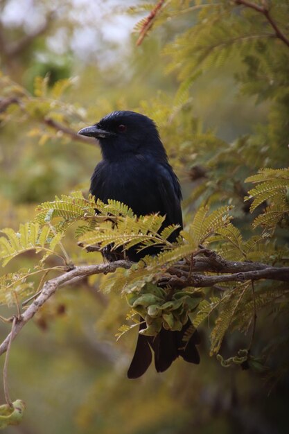 Foto un uccello appoggiato su un albero