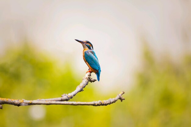 Bird perching on tree