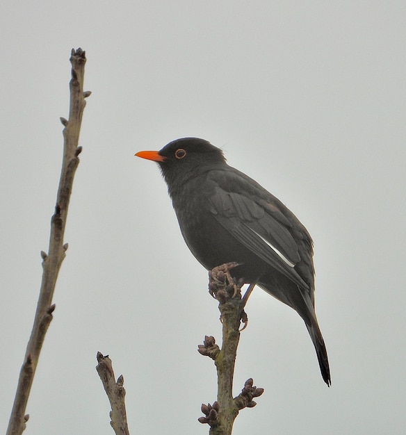 Foto un uccello appoggiato su un albero