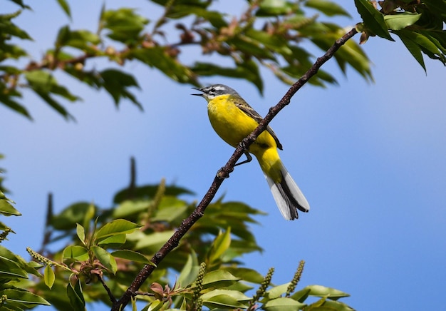 Bird perching on a tree