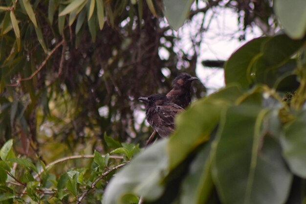 Photo bird perching on a tree