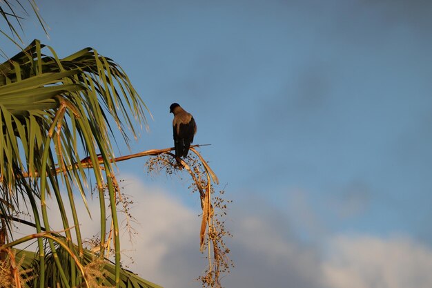 Photo bird perching on a tree