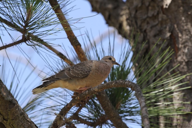 Photo bird perching on a tree