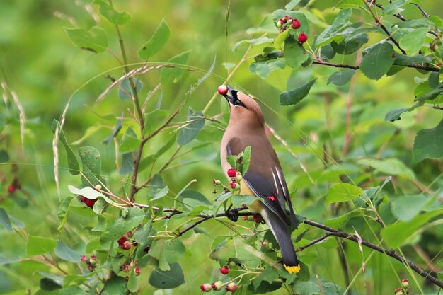 Bird perching on a tree