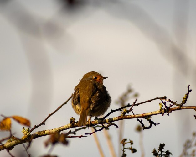 Bird perching on a tree