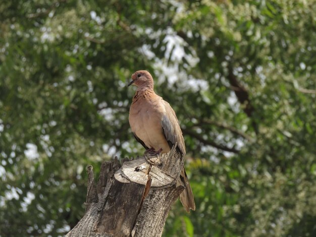 Foto un uccello appoggiato su un albero