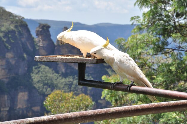 Foto un uccello appoggiato su un albero