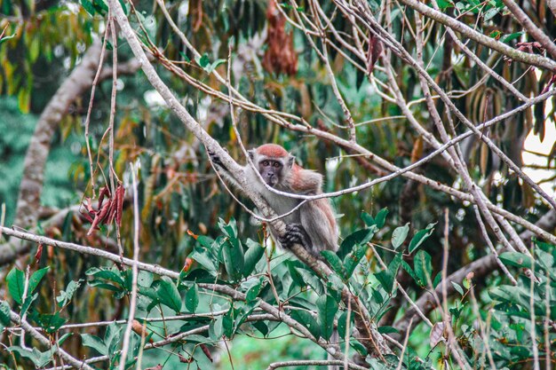 Photo bird perching on a tree