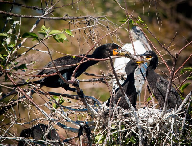 Bird perching on a tree