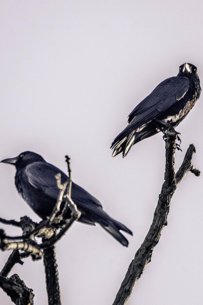 Bird perching on a tree