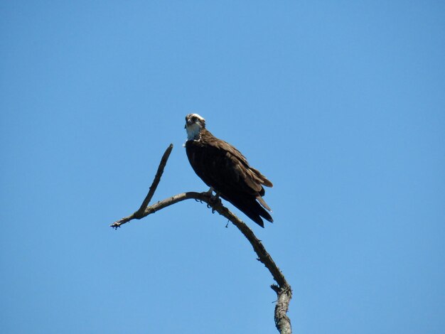 Foto un uccello appoggiato su un albero