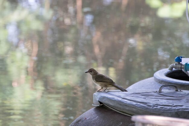 Photo bird perching on a tree