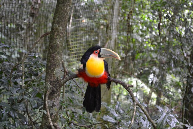 Photo bird perching on tree