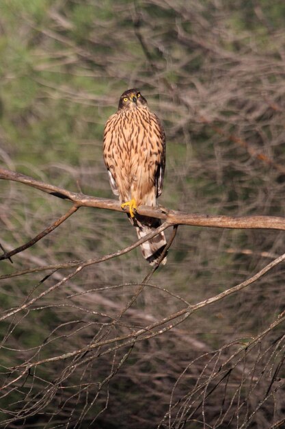 Foto un uccello appoggiato su un albero