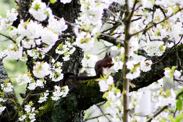 Photo bird perching on tree