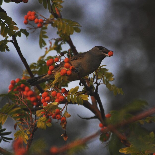 Photo bird perching on a tree