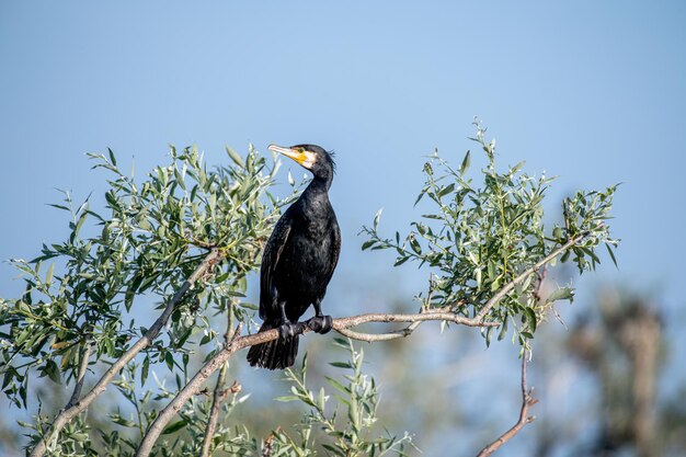 Foto un uccello appoggiato su un albero