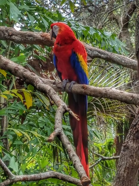 Bird perching on tree