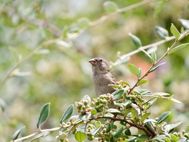 Bird perching on a tree