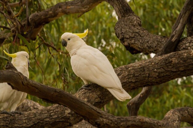 Foto un uccello appoggiato su un albero