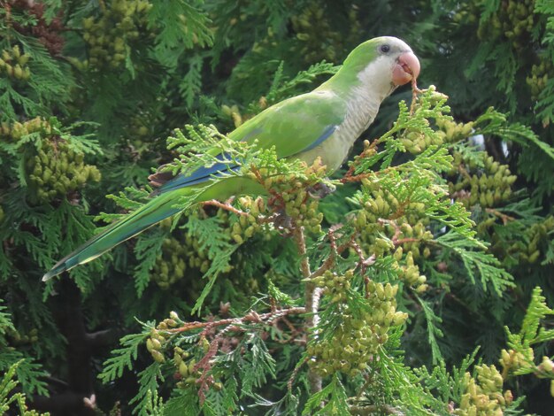 Bird perching on a tree