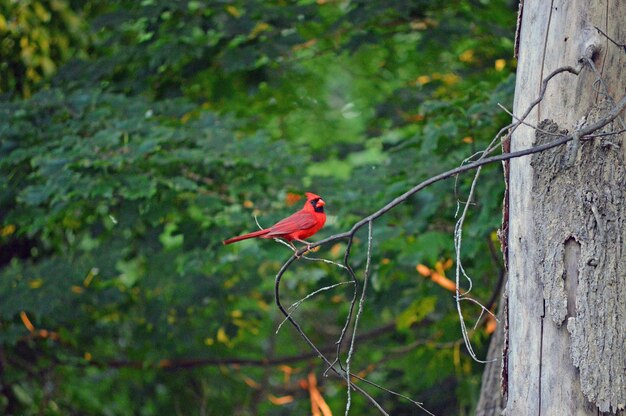 Photo bird perching on a tree