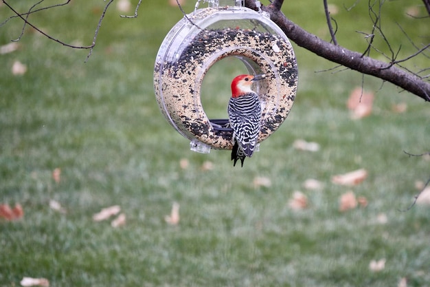 Photo bird perching on a tree