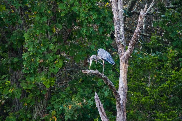 Bird perching on a tree