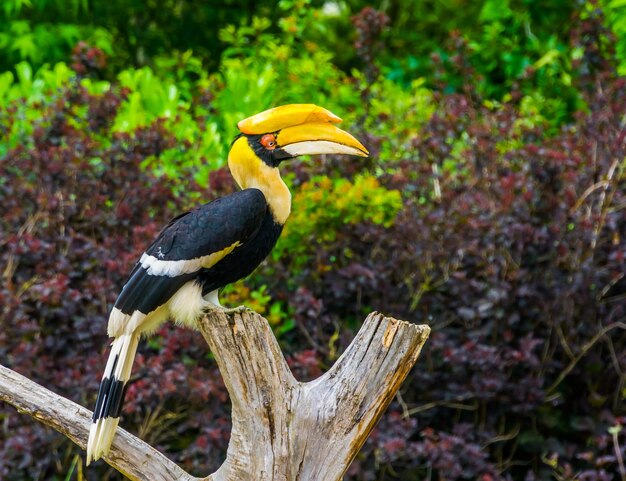 Foto un uccello appoggiato su un albero