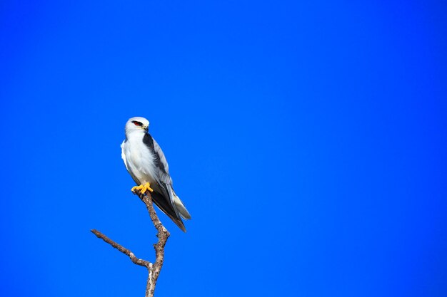 Bird perching on a tree