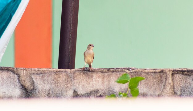 Foto un uccello appoggiato al muro