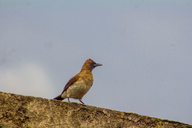 Foto un uccello appoggiato al muro