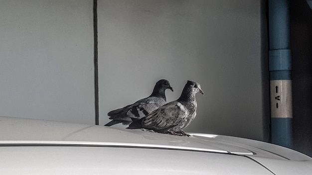 Photo bird perching on a wall