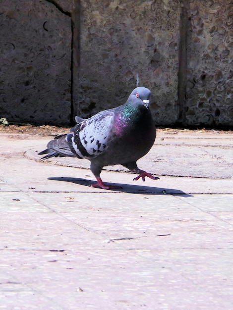 壁に座っている鳥