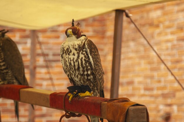 Foto un uccello appoggiato al muro