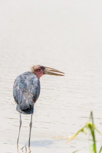 Foto un uccello appoggiato sull'acqua