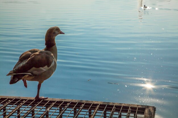 Photo bird perching on water