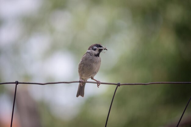 Photo bird perching on a wire