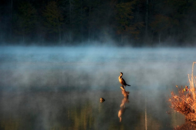 Photo bird perching on wood in lake during foggy weather