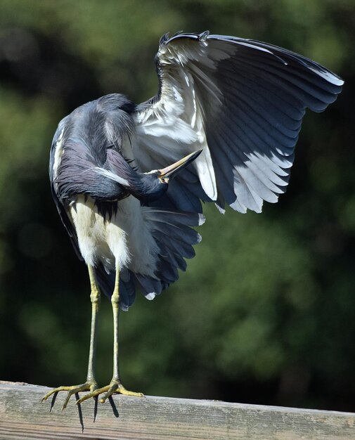 Photo bird perching on wood