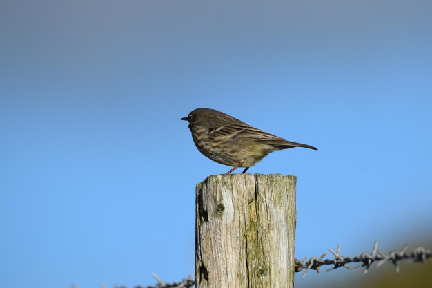 Bird perching on wooden post against sky