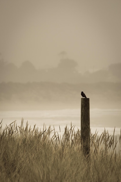 Photo bird perching on wooden post at beach