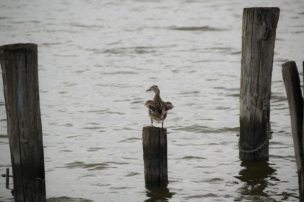 Птица, сидящая на деревянном столбе в озере