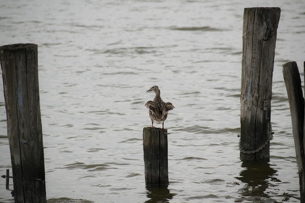 Bird perching on wooden post in lake