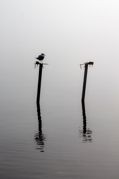 Bird perching on wooden post in lake