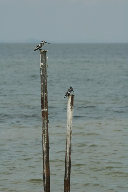 Bird perching on wooden post in sea against clear sky